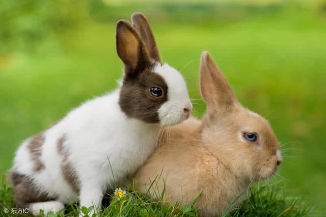 3、兔和鸡属相合不合:属兔和属鸡的相配吗