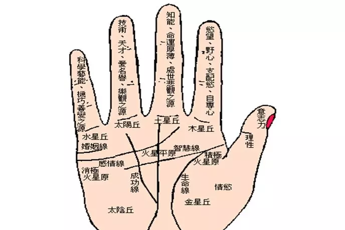 4、手掌怎么看姻缘线:婚姻线看左手还是右手，手相婚姻线怎么看