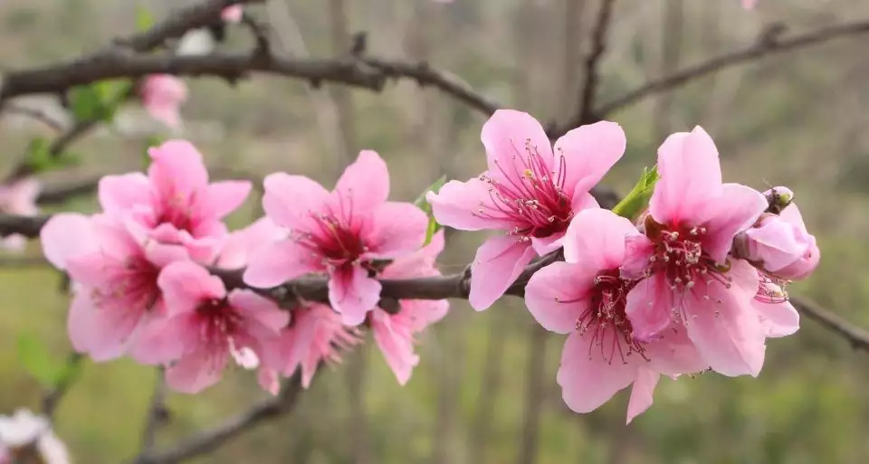 3、八字里最厉害的桃花:八字中子午卯酉四朵桃花哪朵桃花最鲜艳？各是什么形态？