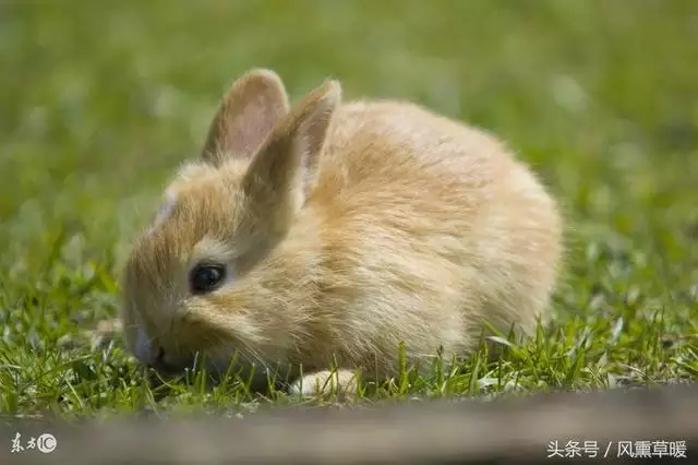 3、兔年出生取名的字:兔年生人取名日字偏旁的字可以用吗