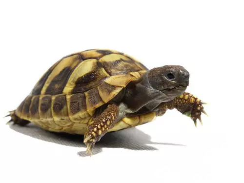 2、养龟的方法和技巧:金银龟的养殖方法