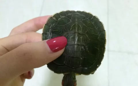 巴西龟刚死可以救活吗，小乌龟死了怎样救活？