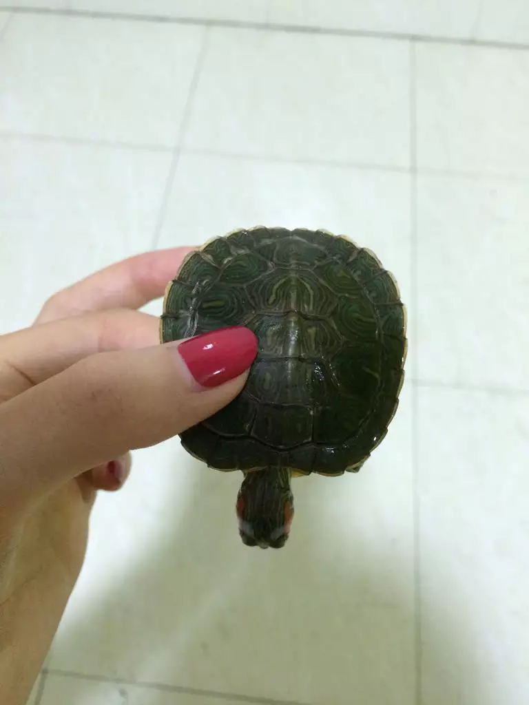 巴西龟刚死可以救活吗：巴西龟 死了还能活吗