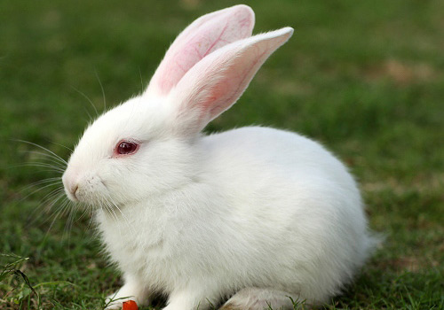 1、什么属相不能养兔子:我养了3年的兔子丢了
