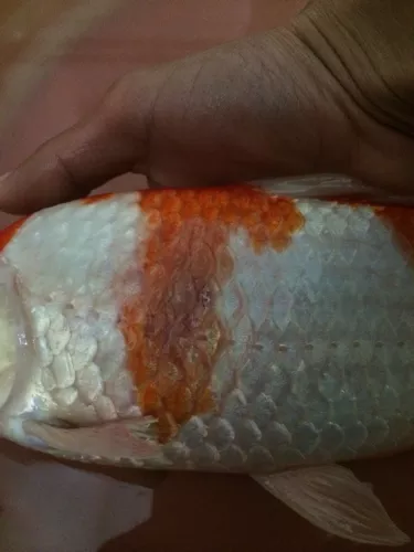 6、鱼打印病方法:鱼的打印病怎么防治？