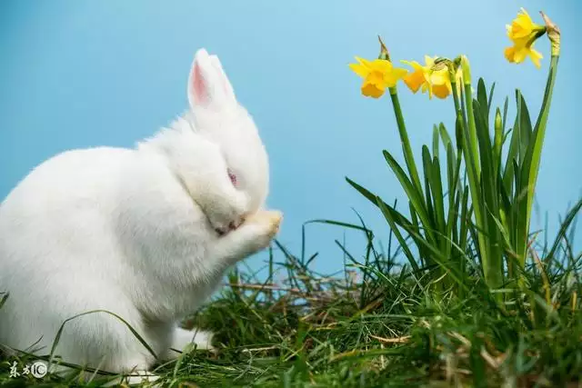 兔子年龄对照表垂耳兔，垂耳兔更大可以长多大