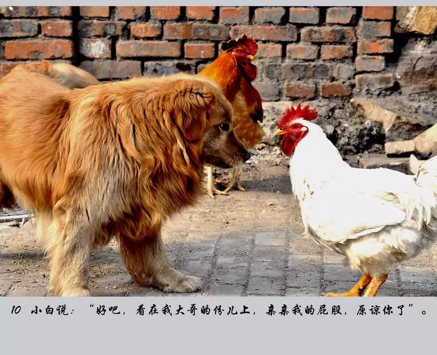 1、鸡和狗能不能配夫妻:属鸡和属狗。适合做夫妻吗？