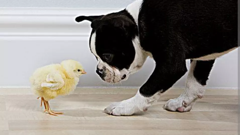 3、鸡和狗能不能配夫妻:属狗和属鸡相配吗
