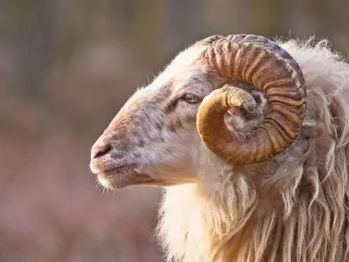羊的寓意及象征意义，生肖羊的来历简短