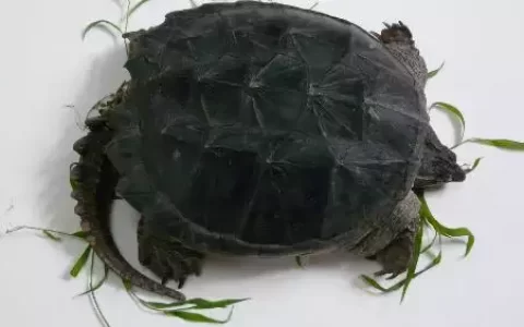 十大最值得养的龟图片，十大最好养的陆龟是哪些品种的？