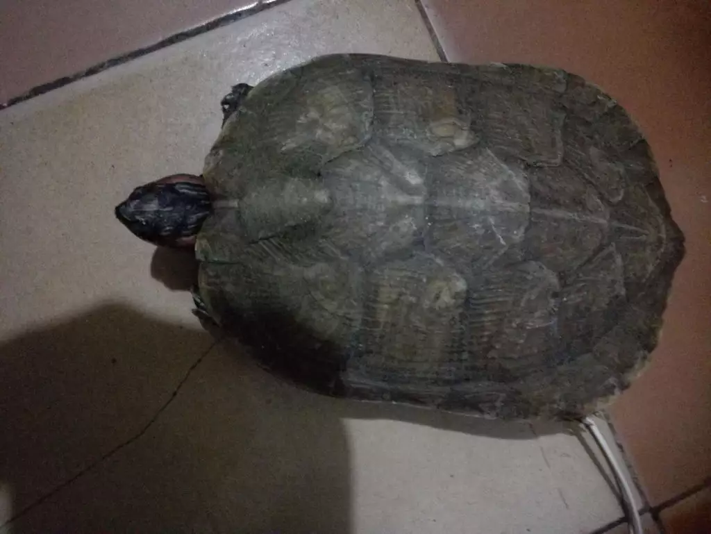 6、2斤以上中华草龟多少钱一只:二斤重的乌龟值多少钱？