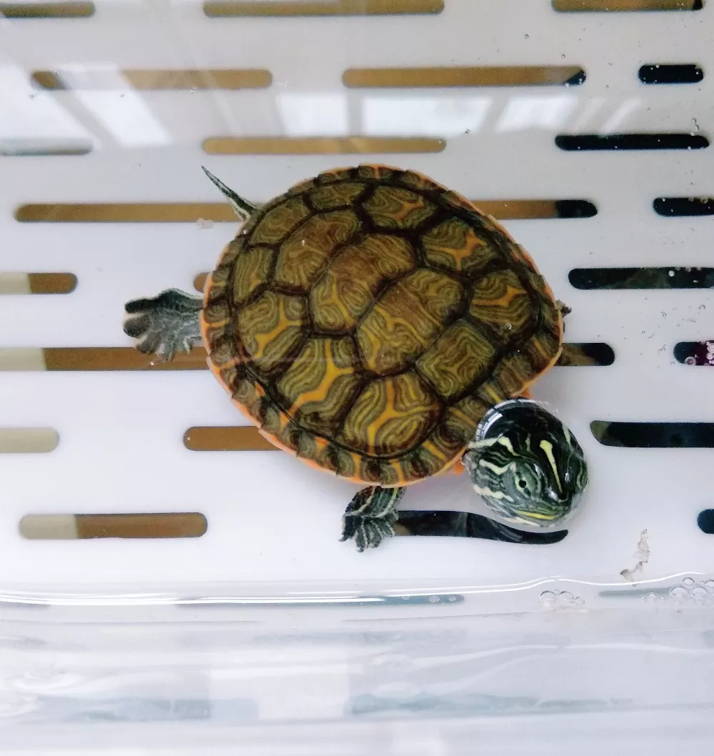3、十大智商的龟:龟的IQ到底有多高？