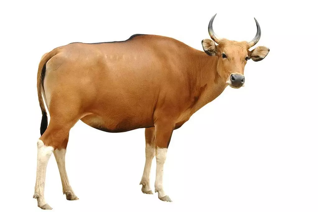 2、牛与牛配婚姻好不好:牛和牛相配的姻缘好吗