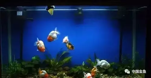 2、金鱼开灯多少小时:金鱼缸的紫外线灯要开多久才适宜