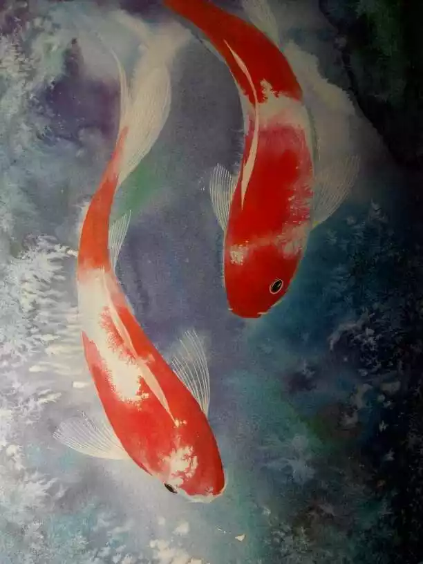 1、红锦鲤鱼图片手机壁纸:全红色锦鲤鱼是什么品种