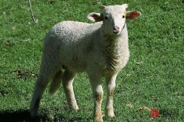 3、属羊婚配什么属相最合适:属羊的属相婚配表 属羊的适合和什么属相相配