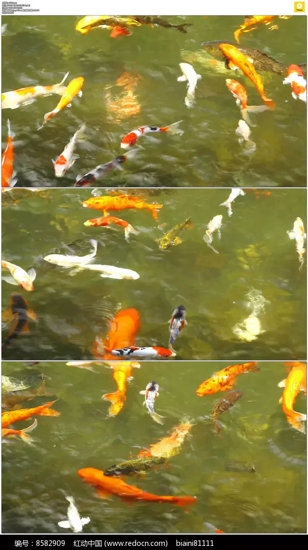 5、红锦鲤鱼图片手机壁纸:红鲤鱼图片大全大图？