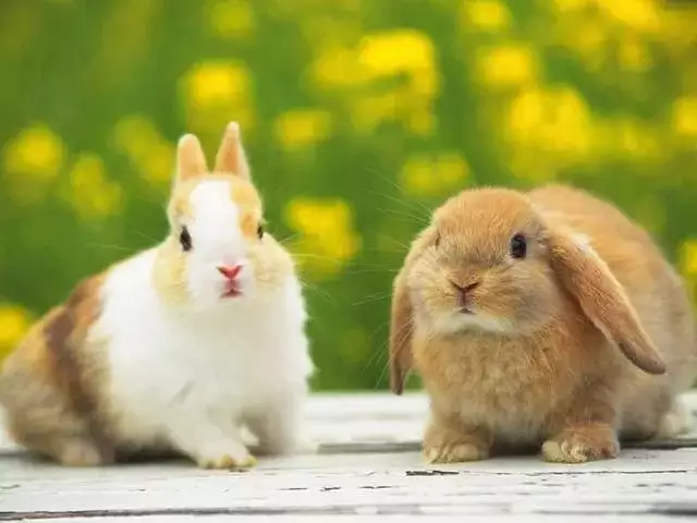 1、兔子和马合婚不:属兔和属马合不合得来？