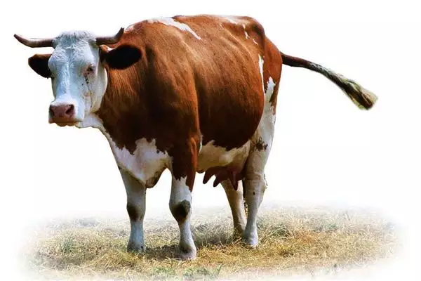 梦见自己的属相牛被杀：属牛的人梦到在路边看到牛已被杀了