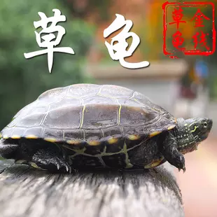 5、50年老草龟:草龟的寿命有多久？