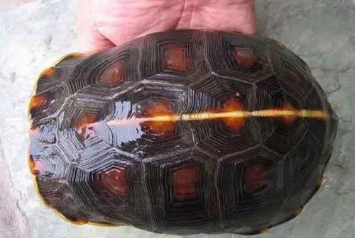 自家养一只人工黄缘龟吗：人工养殖的黄缘闭壳龟还算是保护动物吗？