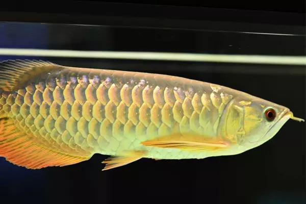 2、金龙5种配鱼:什么鱼和金龙鱼一起养比较好？