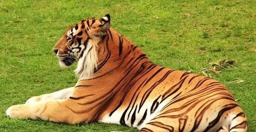 属虎1963年最大寿命：属虎1962年最大寿命