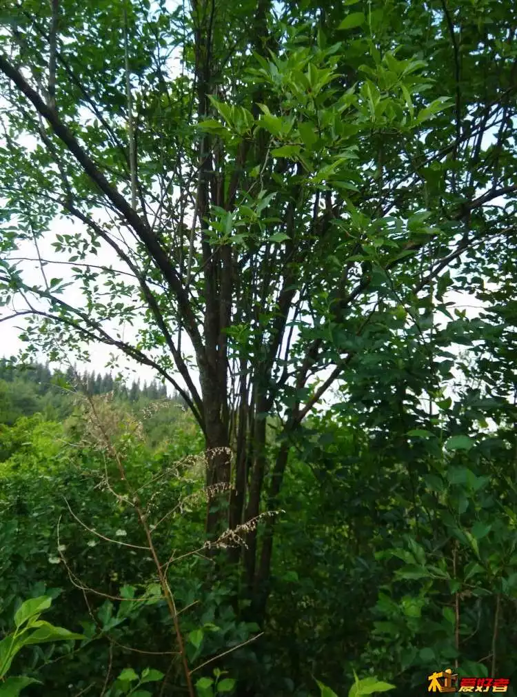 柘木树生长在什么地方：柘木树种植技术与注意事项有哪些？