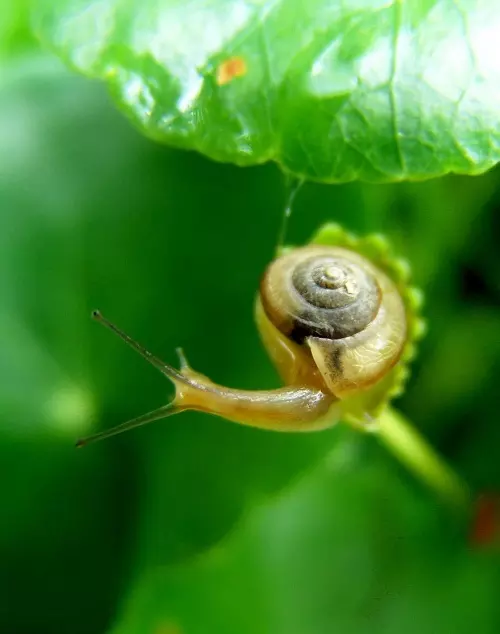 蜗牛的属相今年怎么样：蜗牛，代表什么生肖