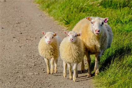 4、羊和狗相配婚姻如何:羊和狗相配吗
