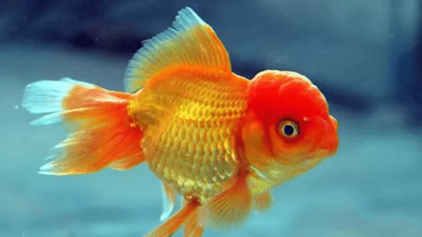 2、金鱼什么品种养不死:什么品种金鱼好养