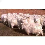最不易养羊的属相是什么：十二生肖中的羊是山羊还是绵羊