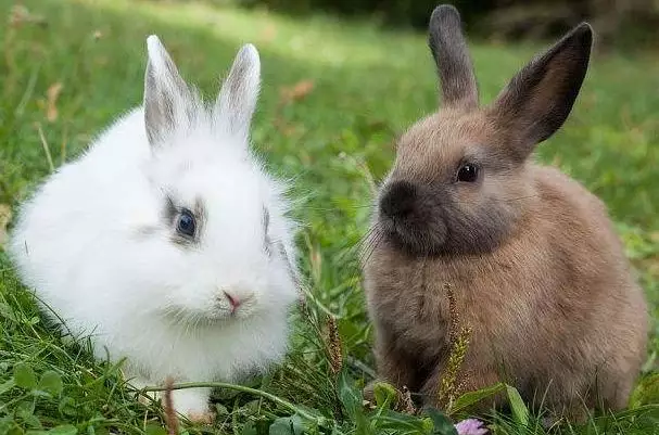 属兔的和哪三个属相是三合：属兔与什么属相相合，相冲？
