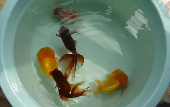 1、鱼缸里的鱼一个接一个的死:我的鱼一个接一个的死是怎么回事？