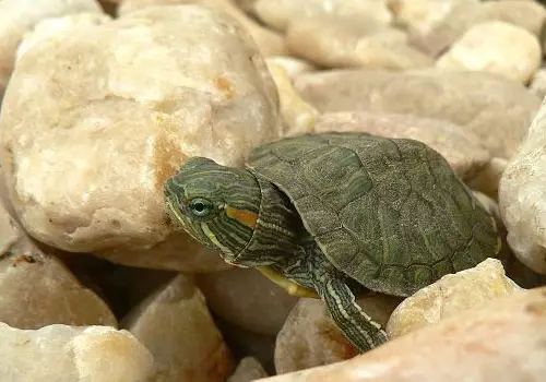乌龟的假死状态泡水里也不动：家里的乌龟死了有什么预兆吗?