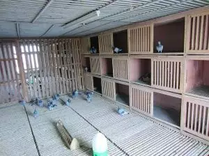 1、在家如何养鸽子:鸽子要怎么养才能让他记住自己家？