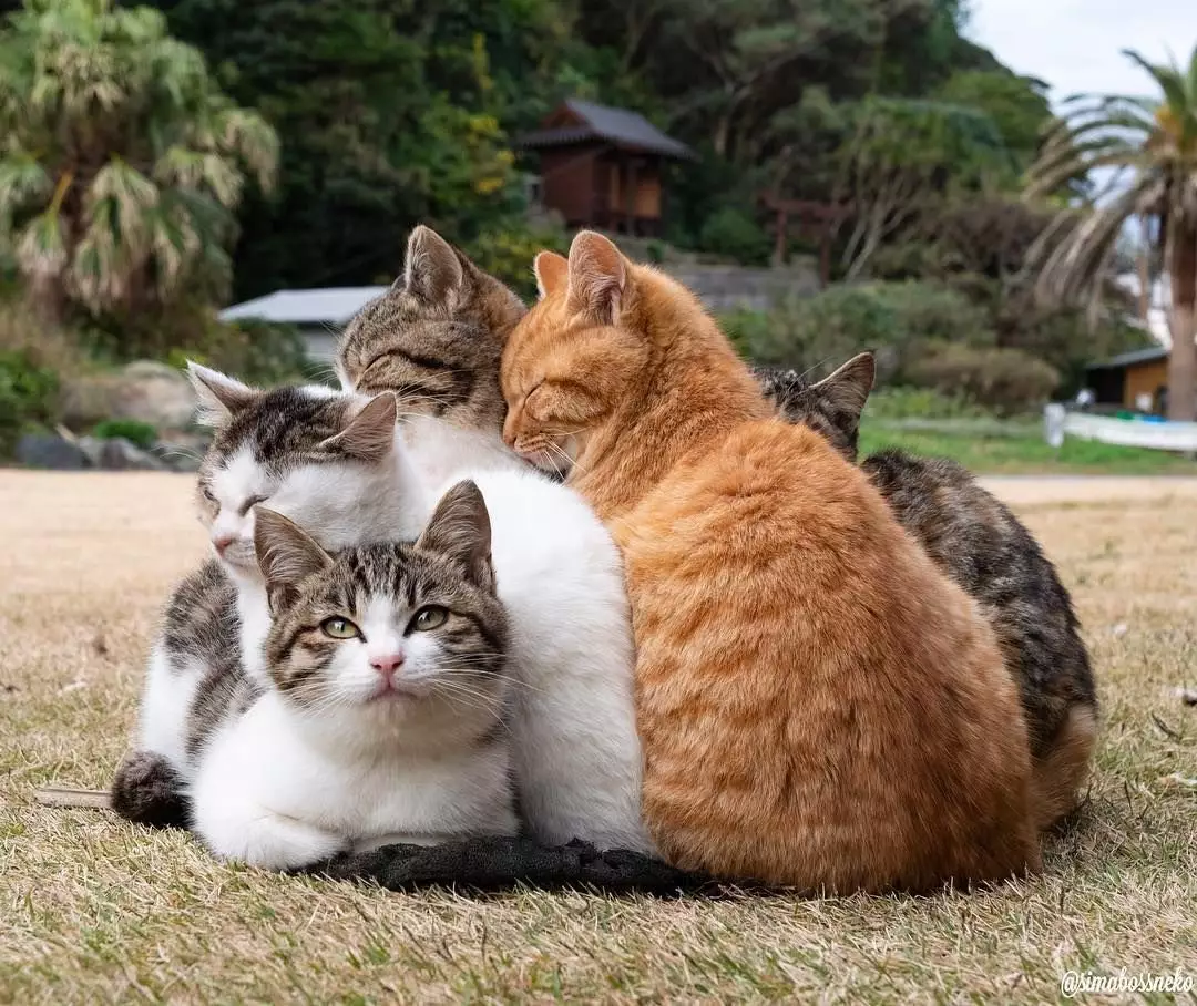 2、日本有名的猫:世界上有名的猫有哪些？像日本的猫叔。
