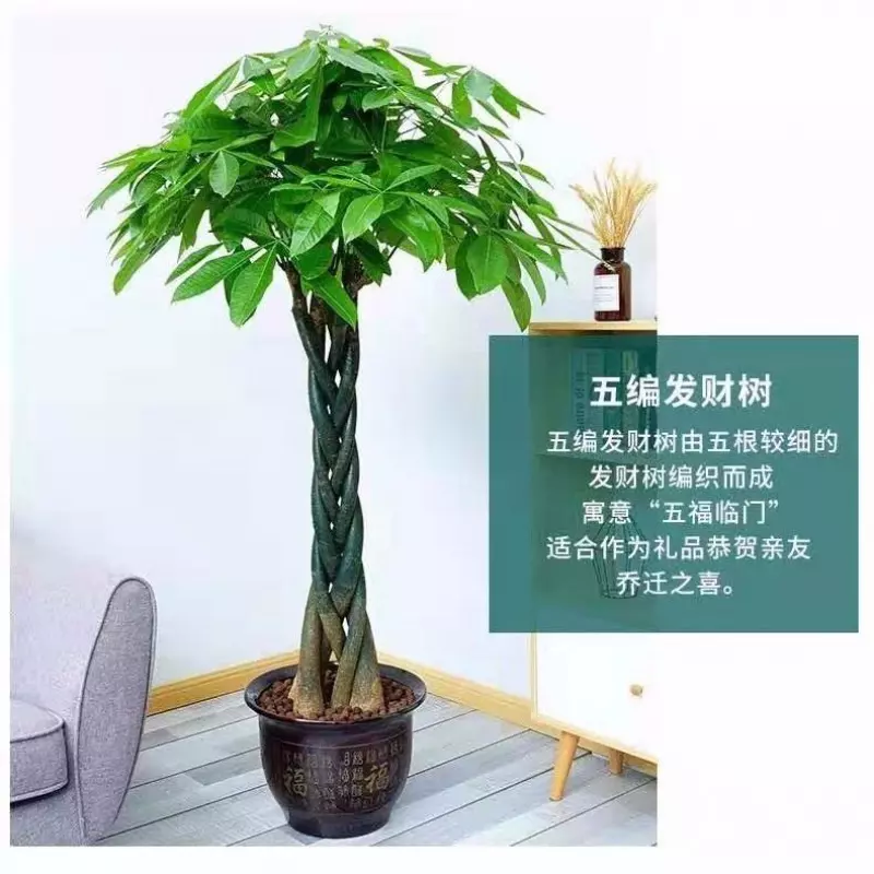 3、绿植发财树怎么养殖方法:盆栽发财树的养殖方法和注意事项是什么?