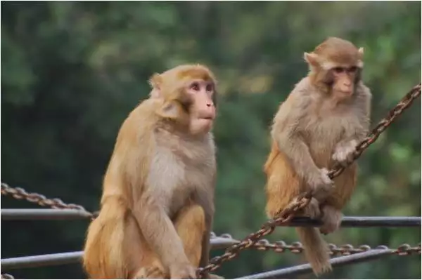 1、属猴的上等婚配:属猴的和什么属相最配 属猴人的婚配