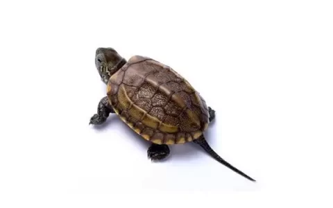 家养中华草龟怎么繁殖，草龟的家庭养殖方法