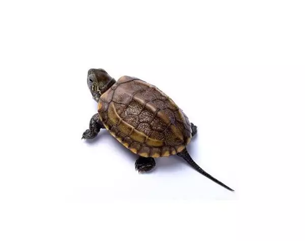 1、中华草龟好养吗:中华草龟一只好养活吗?