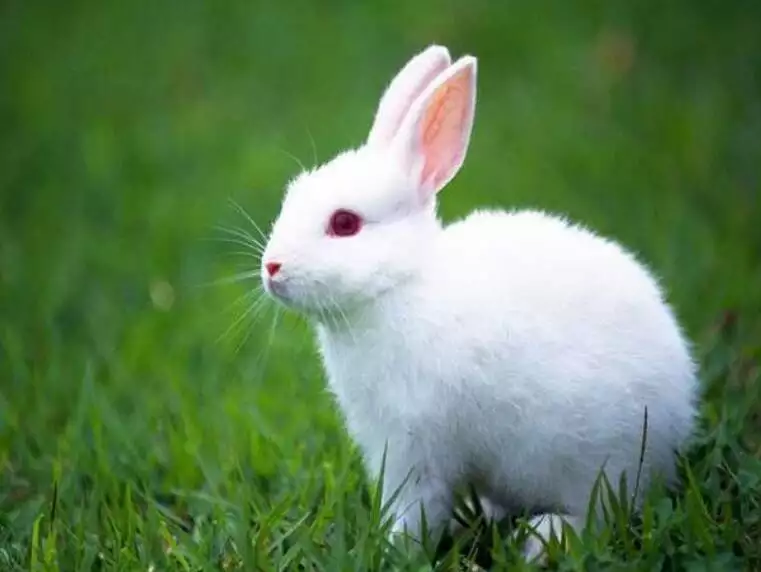 1、属兔的今年多少岁年:属兔今年几岁