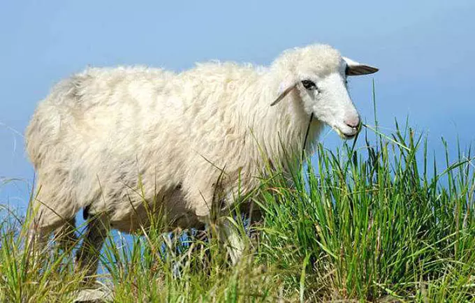 7、虎皮羊质代表什么生肖:羊质虎皮，什么意思，生肖