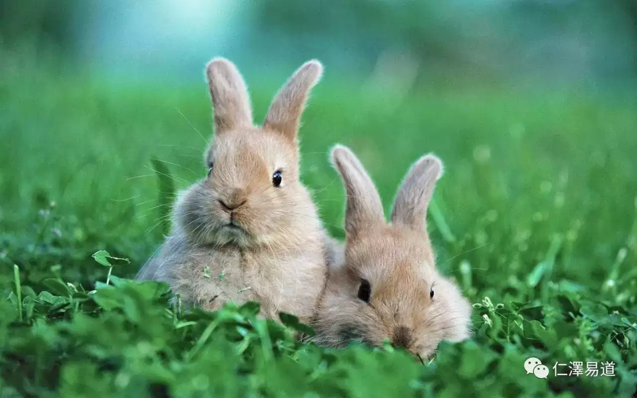 属相狗和兔子合得来吗：狗和兔子做父子,属相和吗?