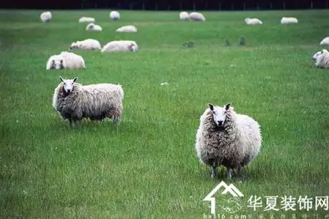 属羊的是什么属相最旺：属羊人和什么属相合财