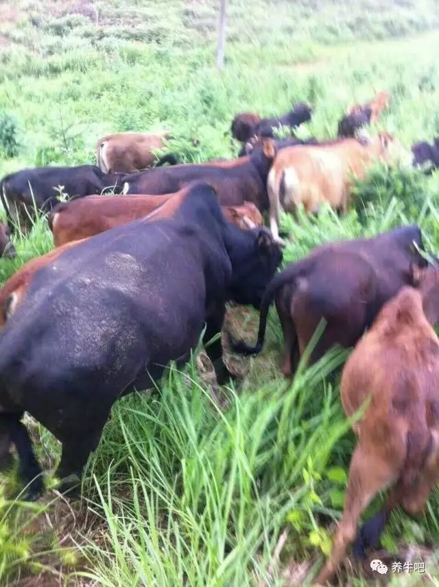 六冲最严重的一组养牛：养牛种什么牧草最合适?