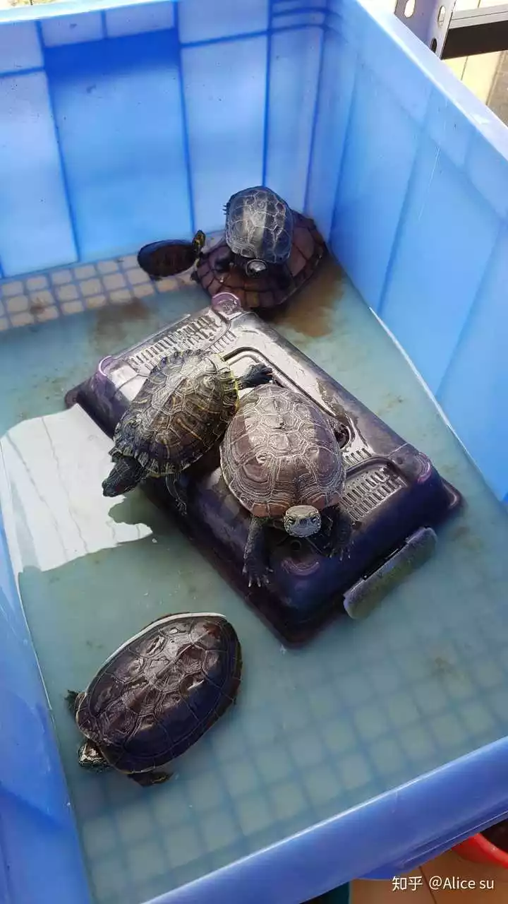 3、家养中华草龟怎么繁殖:中华草龟怎么养，中华草龟正确养殖存活率
