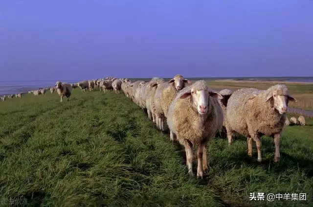 羊是怎样交匹配的，羊是怎样配的种