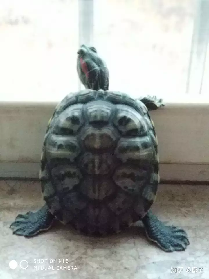 2、养两只乌龟好吗:我家养了两只乌龟好吗？