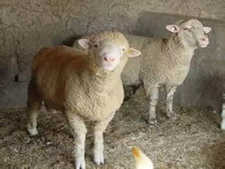 属羊男人的优点和缺点，79年属羊性格优点和缺点
